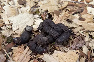 European Beaver droppings