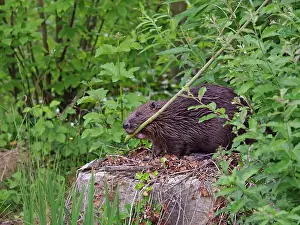 European Beaver - feeding