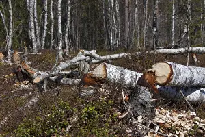 Vaermland: European Beaver - felled trees - Sweden