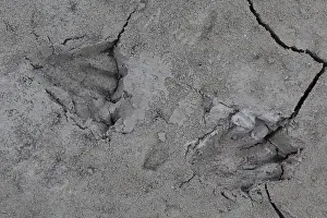 Spoor: European Beaver - footprint in sand - Germany
