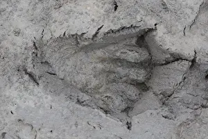 Fiber: European Beaver - footprint in sand - Germany