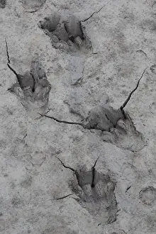 Fiber: European Beaver - footprint in sand - Germany