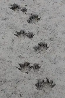 Fiber: European Beaver - footprint in sand - Germany