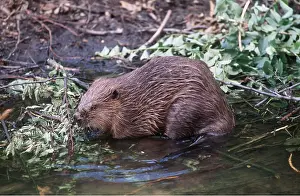 Beavers: EUROPEAN BEAVER - gnawing branch