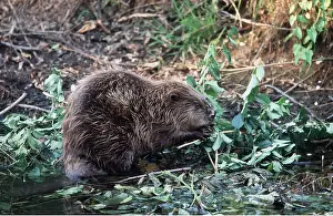 Beavers: EUROPEAN BEAVER - gnawing branch by riverbank