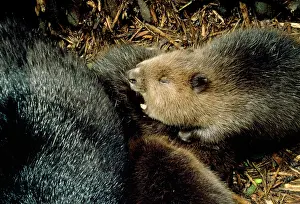 Lodges: European Beaver - inside lodge