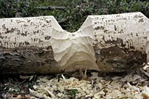 Gnawed: European Beaver - Poplar tree showing where Beaver