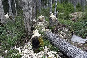 Gnawed: European Beaver - Poplar trees showing damage where