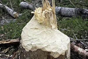 Felled: European Beaver - showing remains of poplar tree