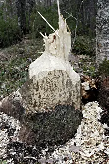 Felled: European Beaver - showing remains of poplar tree