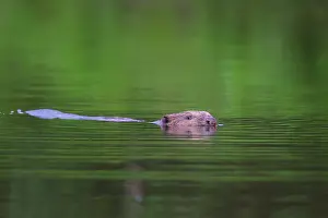 Beavers: European Beaver swimming