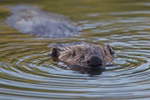 Beavers: European Beaver swimming