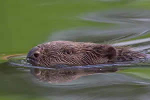 Beavers: European Beaver swimming