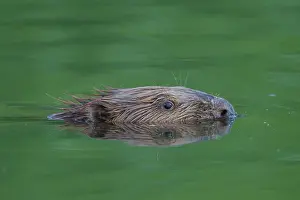 Beavers: European Beaver swimming