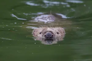 Beavers: European Beaver swimming