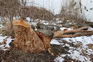 Beavers: European Beaver traces on a tree