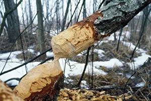 Fibre: European Beaver - tree damage