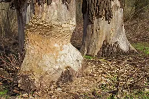 Beavers: European Beaver trees gnawed by beaver