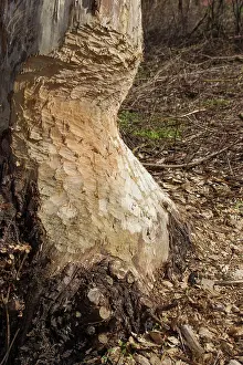 Beavers: European Beaver trees gnawed by beaver