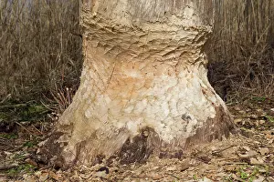 Beavers: European Beaver trees gnawed by beaver