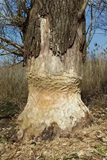 Beavers: European Beaver trees gnawed by beaver