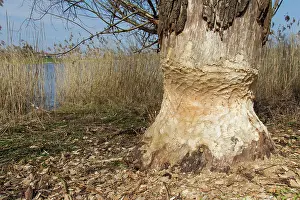 Beavers: European Beaver trees gnawed by beaver