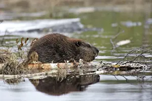 European Beaver - in water