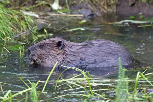 European Beaver - in water