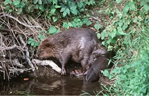 Beavers: EUROPEAN BEAVER - at water edge