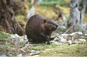 Beavers: EUROPEAN BEAVER - with wet coat