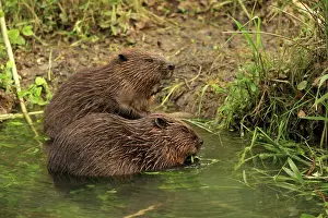 European Beavers