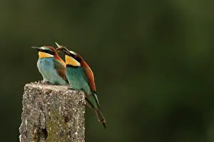 Presenting: European Bee-eater