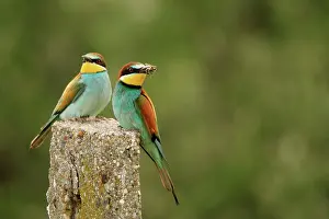 Presenting: European Bee-eater