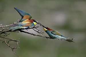 Gorski: European Bee-eater