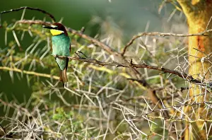 Tanzanian: European Bee-Eater