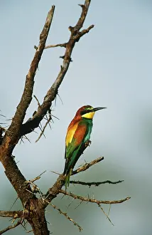Tanzanian: European Bee-Eater