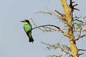 Tanzanian: European Bee-Eater
