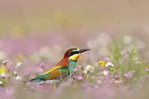Seville: European Bee-eater