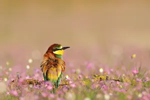 Seville: European Bee-eater