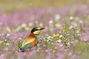 Seville: European Bee-eater
