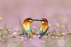 Exchange: European Bee-eater