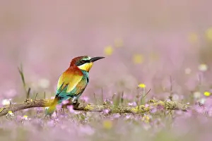 Sevilla: European Bee-eater