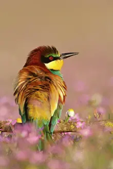 Dorsal: European Bee-eater