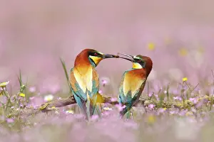 Exchange: European Bee-eater