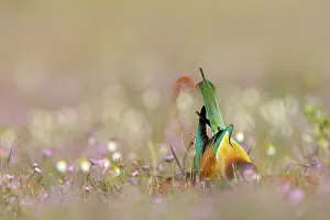 Seville: European Bee-eater