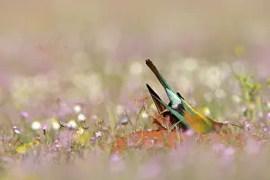 Seville: European Bee-eater