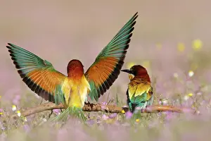 Sevilla: European Bee-eater