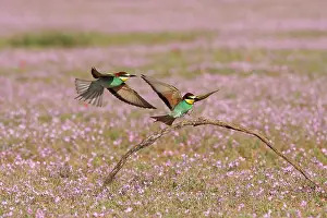 Seville: European Bee-eater