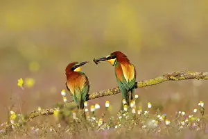 Exchange: European Bee-eater