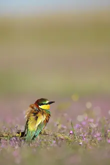 Seville: European Bee-eater
